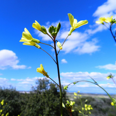Brassica barrelieri