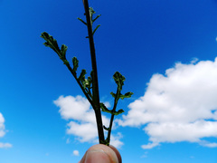 Diplotaxis catholica