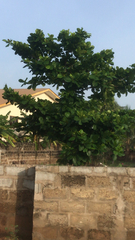 Terminalia catappa