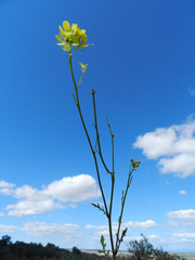 Diplotaxis catholica