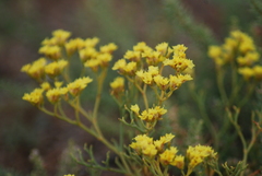 Limonium aureum