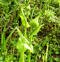 Doronicum plantagineum