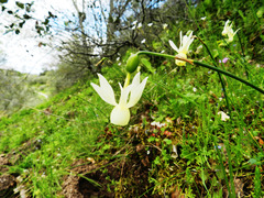 Narcissus triandrus pallidulus