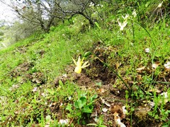 Narcissus triandrus pallidulus