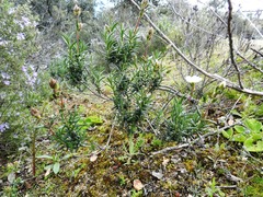 Cistus umbellatus