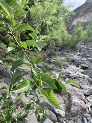 Alnus oblongifolia