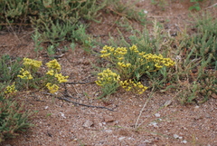 Limonium aureum