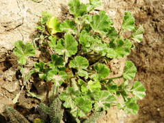 Malva hispanica