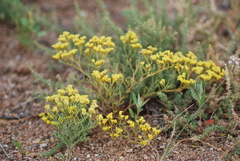 Limonium aureum