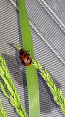 Gonioctena viminalis