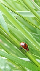 Gonioctena viminalis