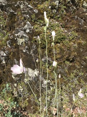 Sidalcea robusta