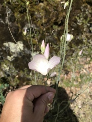 Sidalcea robusta