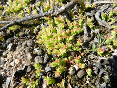 Sedum cespitosum