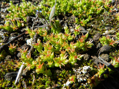 Sedum cespitosum