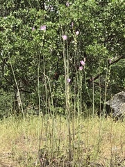Sidalcea robusta