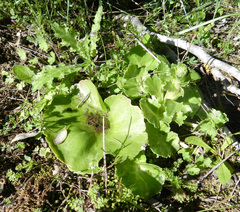 Umbilicus heylandianus
