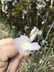 Sidalcea robusta