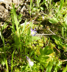 Viola kitaibeliana