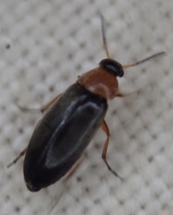 Anaspis regimbarti