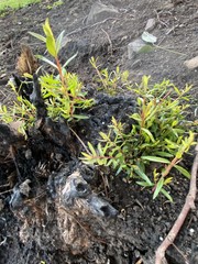 Sannantha pluriflora