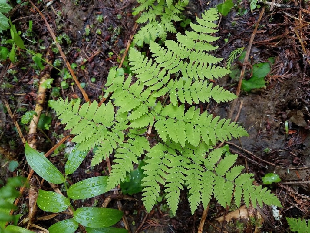 Pacific oak fern
