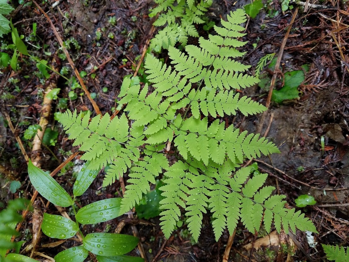 Gymnocarpium disjunctum