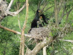 Phalacrocorax carbo hanedae