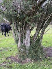 Sannantha pluriflora