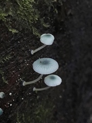 Mycena interrupta