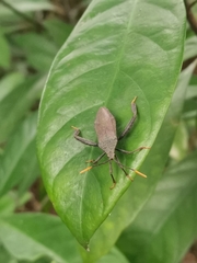 Pseudomictis obtusispinus