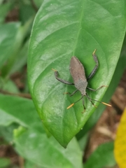 Pseudomictis obtusispinus