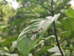 Pseudomictis obtusispinus