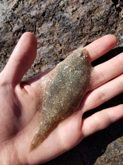 Citharichthys stigmaeus