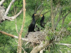 Phalacrocorax carbo hanedae