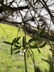 Sannantha pluriflora