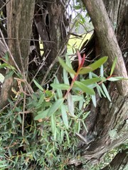 Sannantha pluriflora