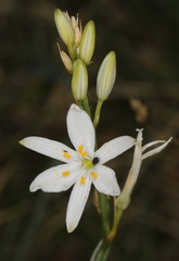 Anthericum liliago