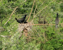Phalacrocorax carbo hanedae