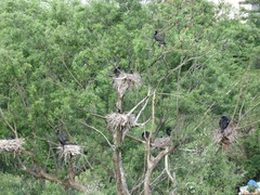 Phalacrocorax carbo hanedae