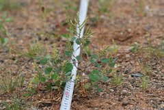 Chenopodium acuminatum