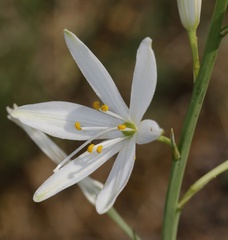 Anthericum liliago