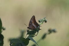 Charaxes viola