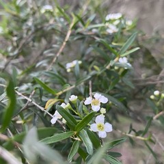 Sannantha pluriflora