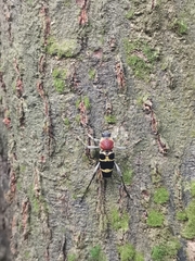 Xylotrechus rufilius