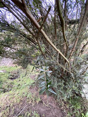 Sannantha pluriflora