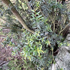 Sannantha pluriflora