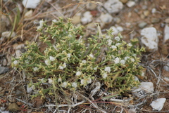 Anabasis brevifolia