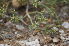 Anabasis brevifolia