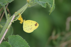 Eurema hecabe solifera